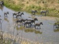 Zebras in a river in Tarangire NP